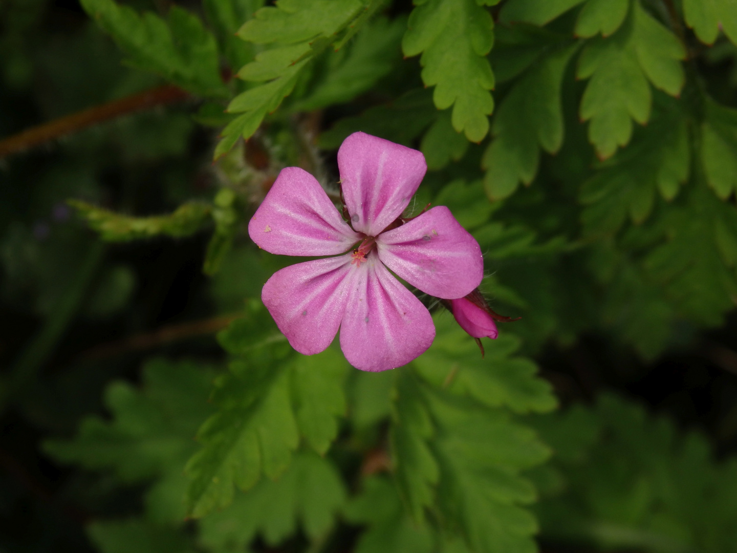 Stinkender Storchschnabel (Geranium robertianum)