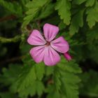 Stinkender Storchschnabel (Geranium robertianum)