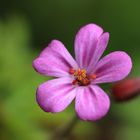 Stinkender Storchschnabel oder