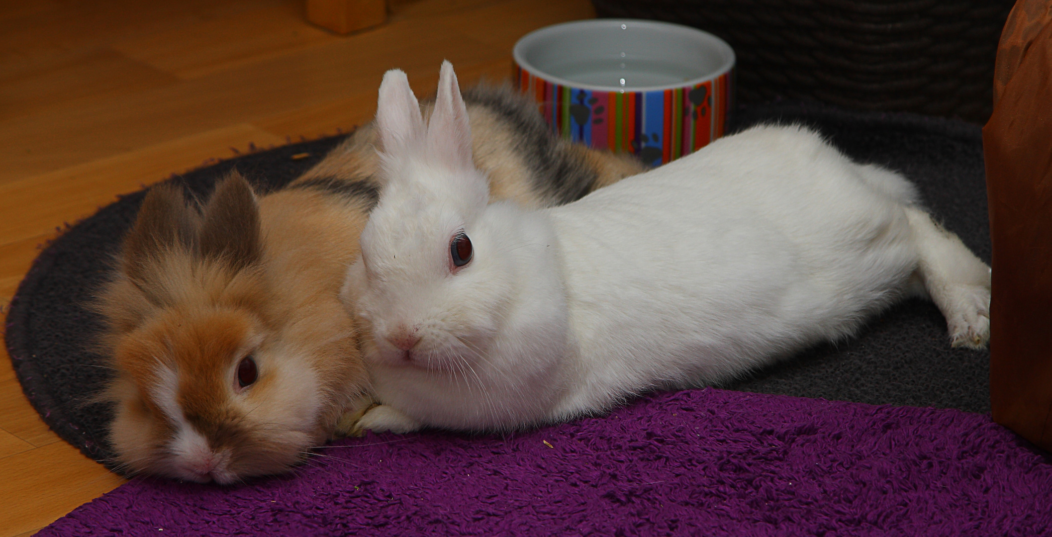 Stinker und Lilly beim kuscheln ....