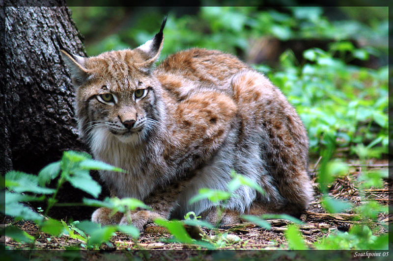 Stinkiger Luchs