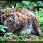 Stinkiger Luchs