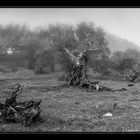 Stinklorbeerwald im Nebel