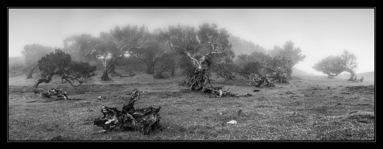 Stinklorbeerwald im Nebel