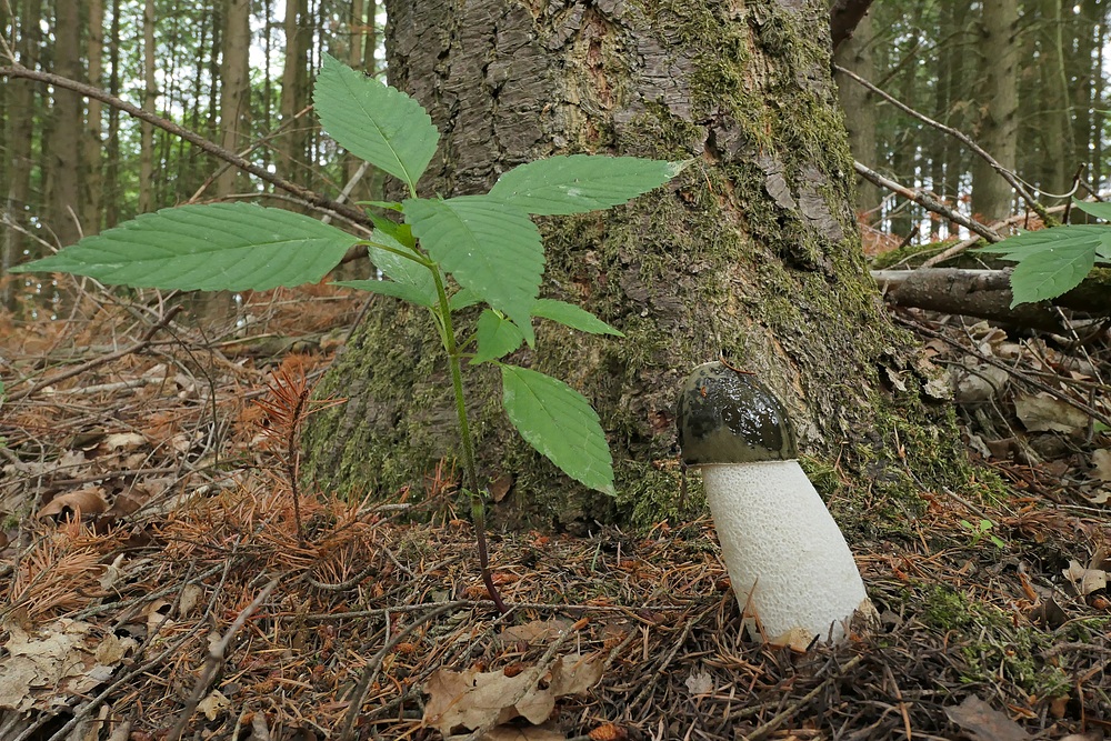 Stinkmorchel: Mal kein Müll, sondern natürliche Geruchsbelästigung im Wald 01