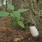 Stinkmorchel: Mal kein Müll, sondern natürliche Geruchsbelästigung im Wald 01