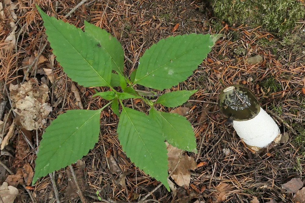Stinkmorchel: Mal kein Müll, sondern natürliche Geruchsbelästigung im Wald 02