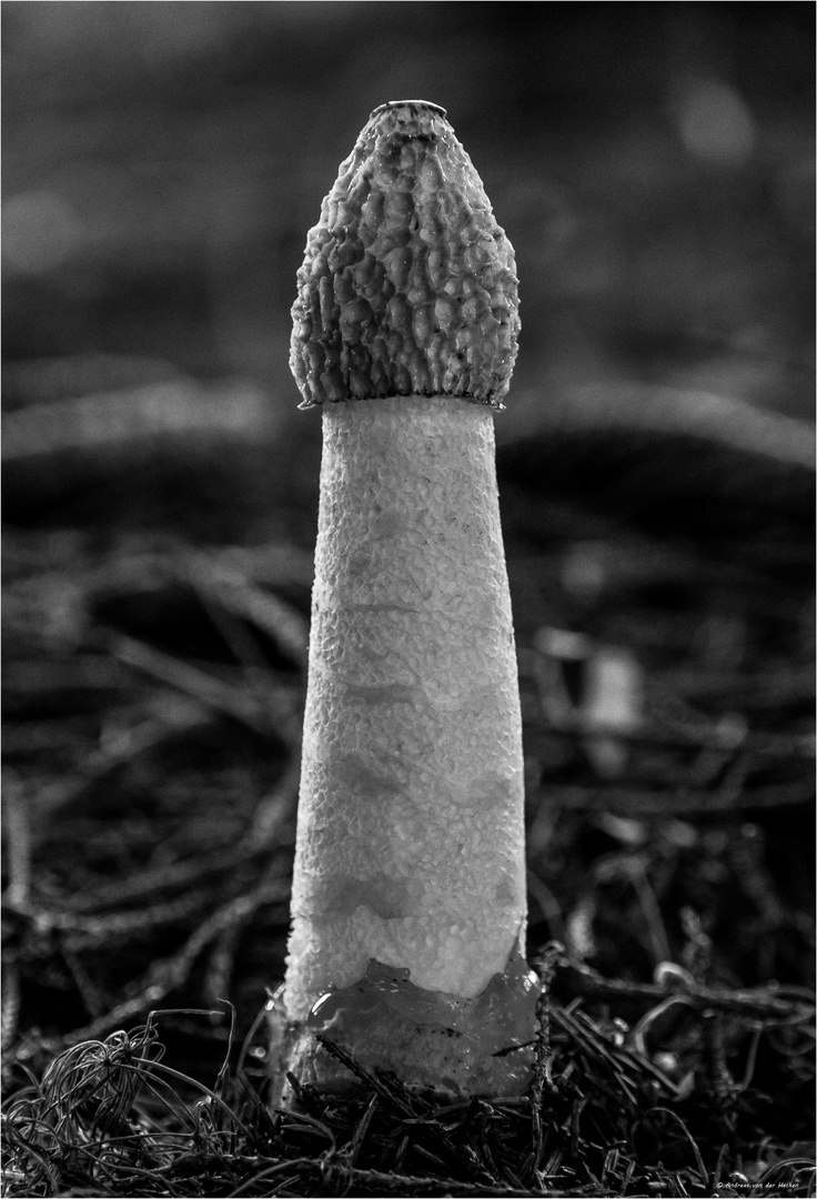 Stinkmorchel (Phallus)