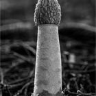 Stinkmorchel (Phallus)