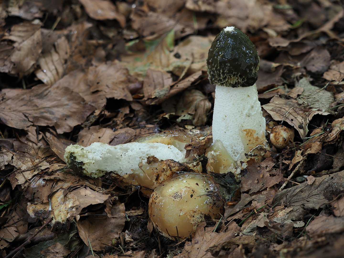 Stinkmorchel (Phallus impudicus)