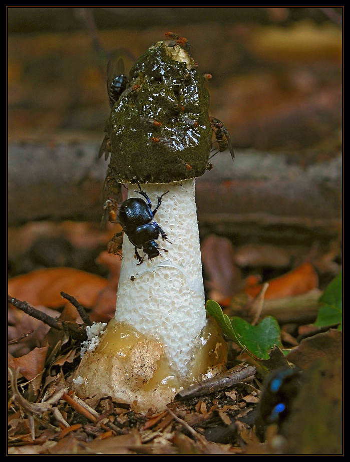 Stinkmorchel (Phallus impudicus) 1