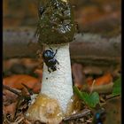 Stinkmorchel (Phallus impudicus) 1