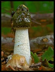 Stinkmorchel (Phallus impudicus) 2