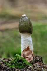 Stinkmorchel (Phallus impudicus) #4