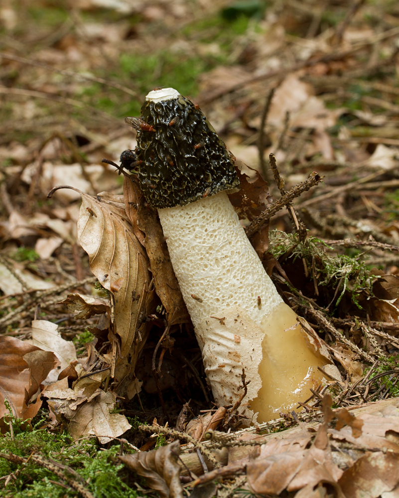 Stinkmorchel (Phallus impudicus)