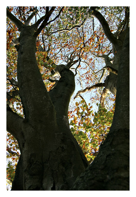 Stinknormales Herbstlaub