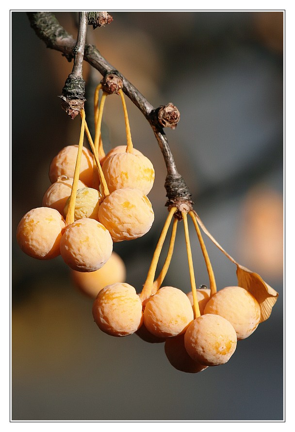 Stinko (Ginkgo) biloba Früchte Foto & Bild pflanzen, pilze