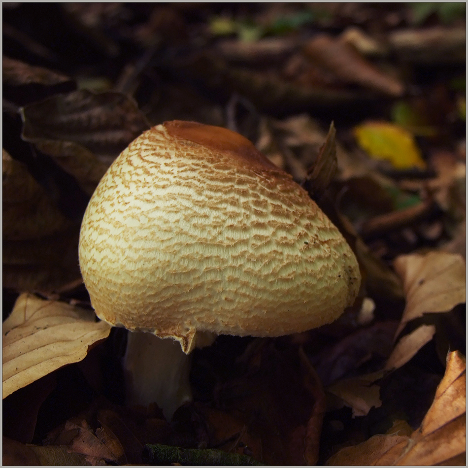 Stinkschirmling (Lepiota cristata)