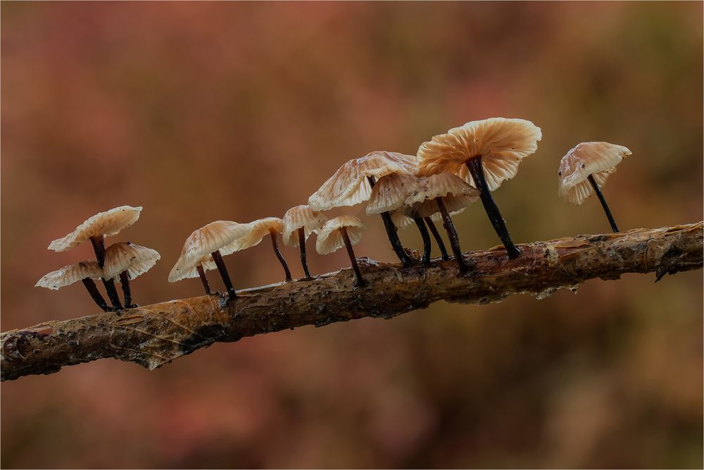 Stinkschwindlinge (Gymnopus foetidus)