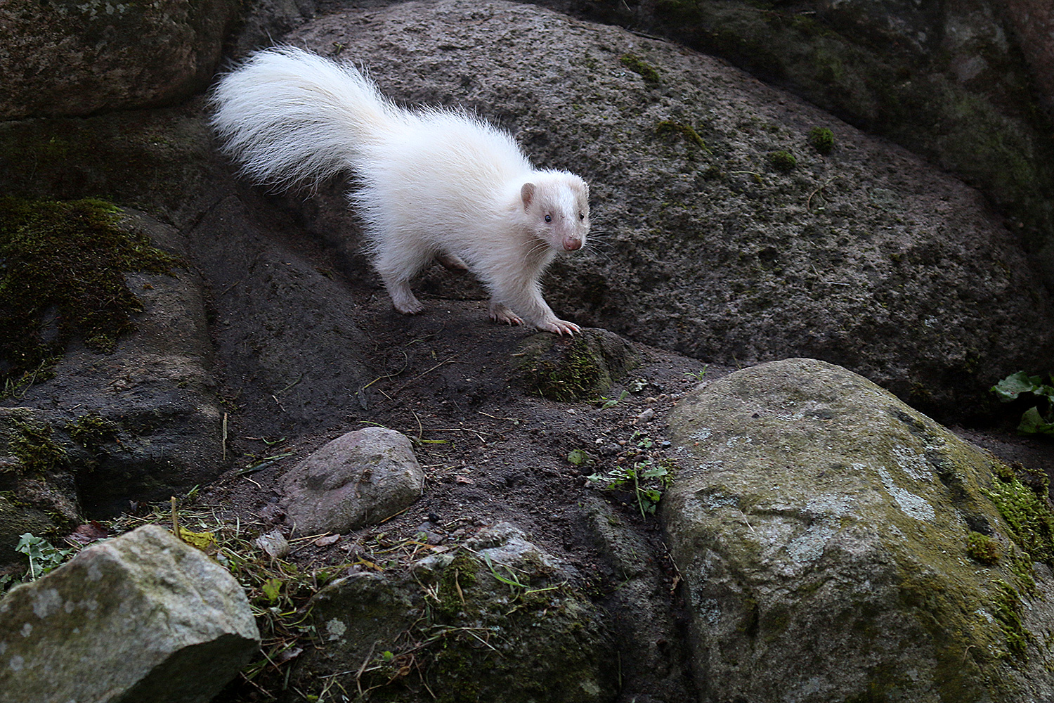 Stinktier in weiß