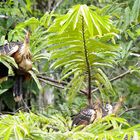 Stinkvogel (Hoatzin)