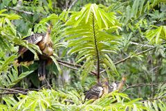 Stinkvogel (Hoatzin)