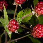 Stinkwanze auf einer Brombeere