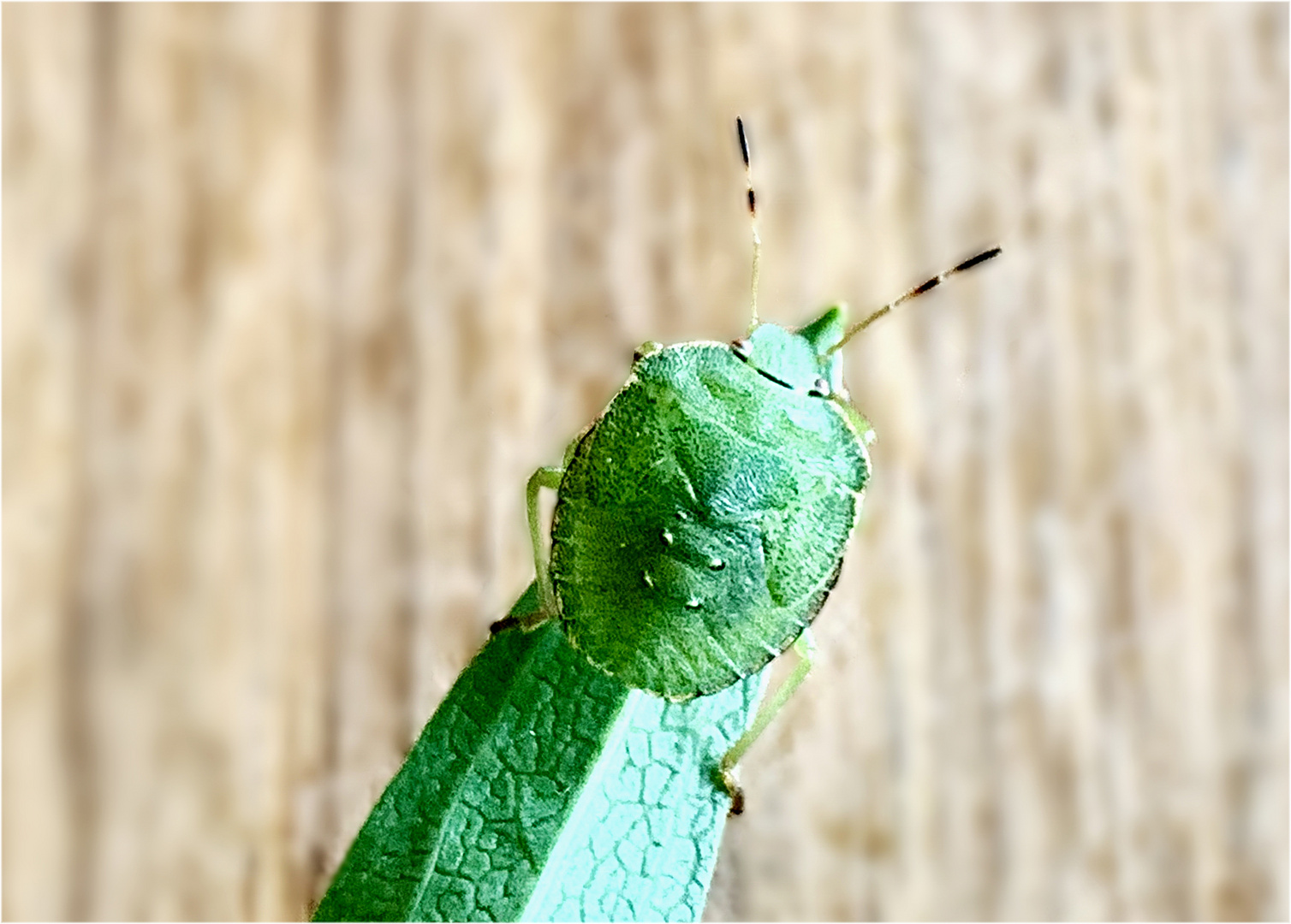 Stinkwanze grün -Nymphe (Palomena prasina) 