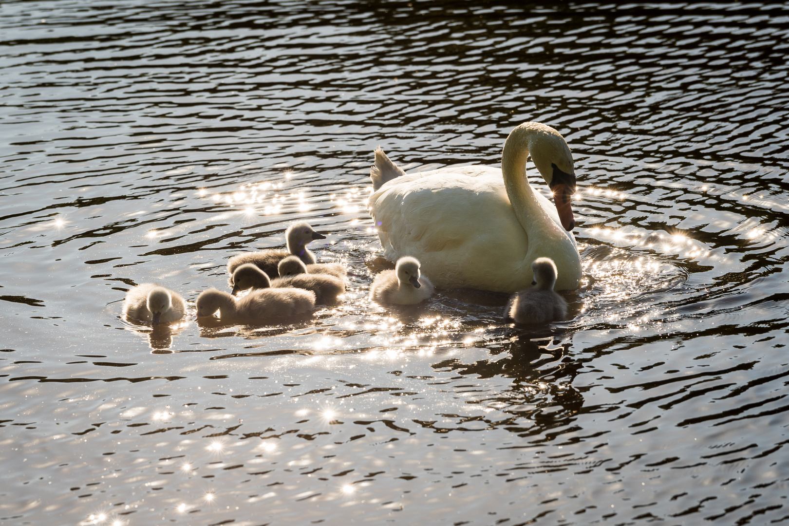 Stippvisite auf dem See 