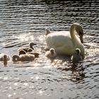 Stippvisite auf dem See 