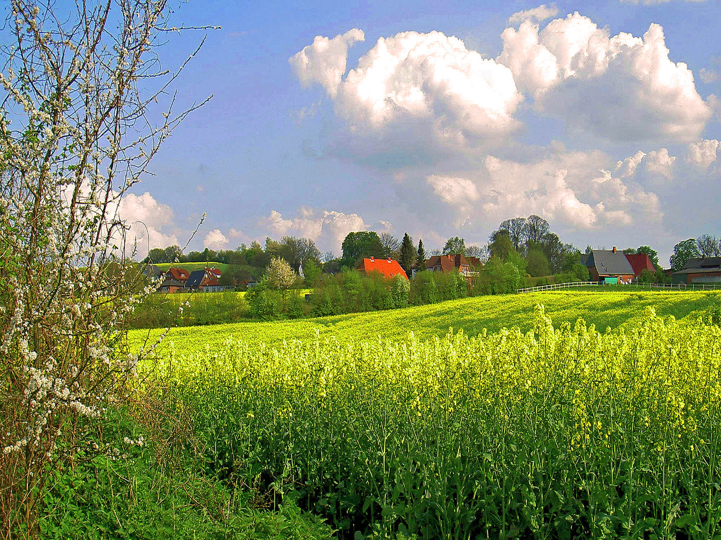 Stipsdorf bei Segeberg Foto & Bild sommer, wolken, feld Bilder auf