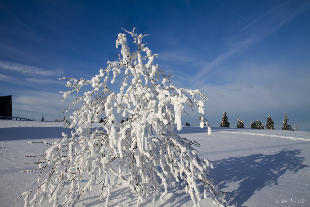 Stipvisite auf dem Feldberg im Taunus