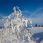 Stipvisite auf dem Feldberg im Taunus