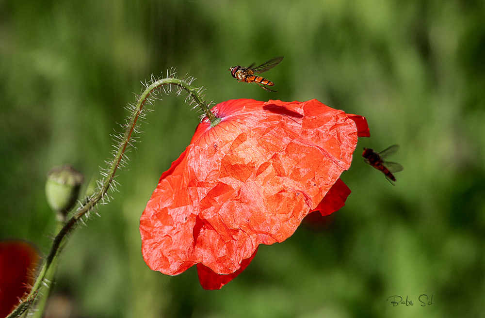 StipVisiten...