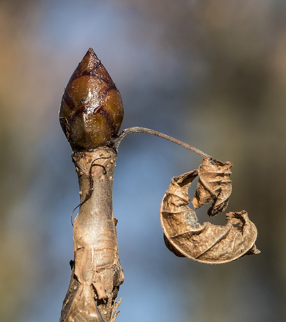 Stirb und Werde