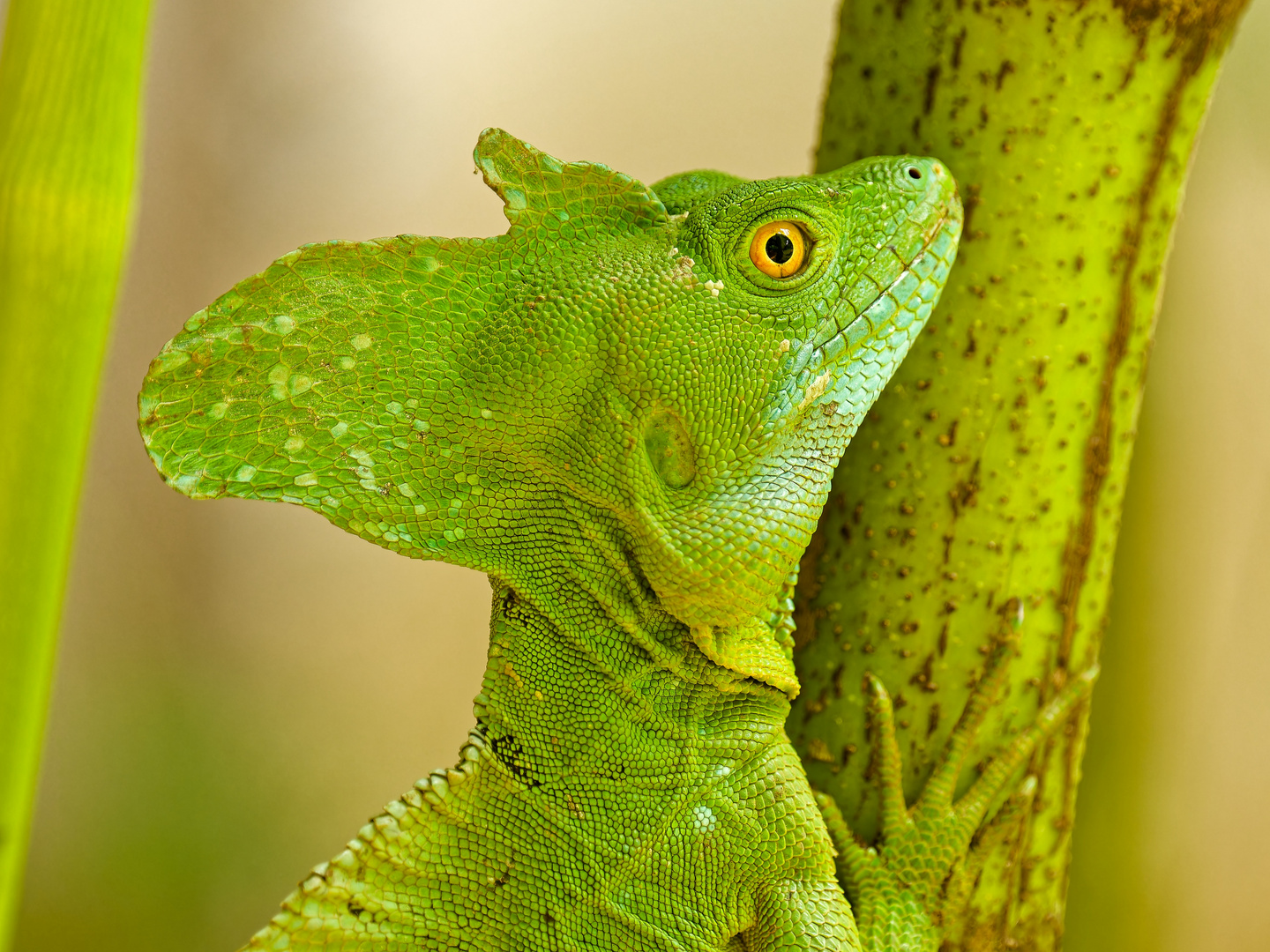 Stirnlappen Basilisk ("Jesus Christus Echse")