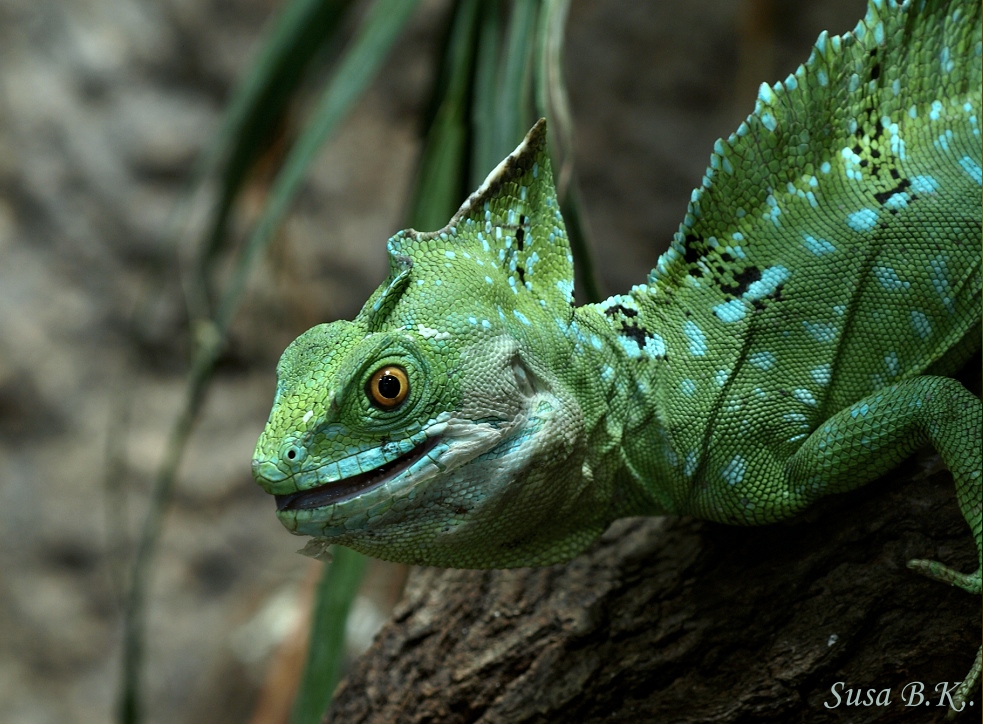 Stirnlappenbasilisk