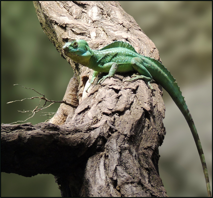 Stirnlappenbasilisk