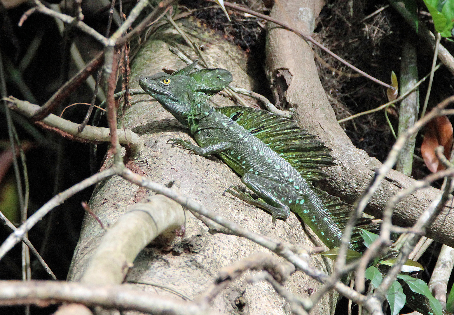 Stirnlappenbasilisk