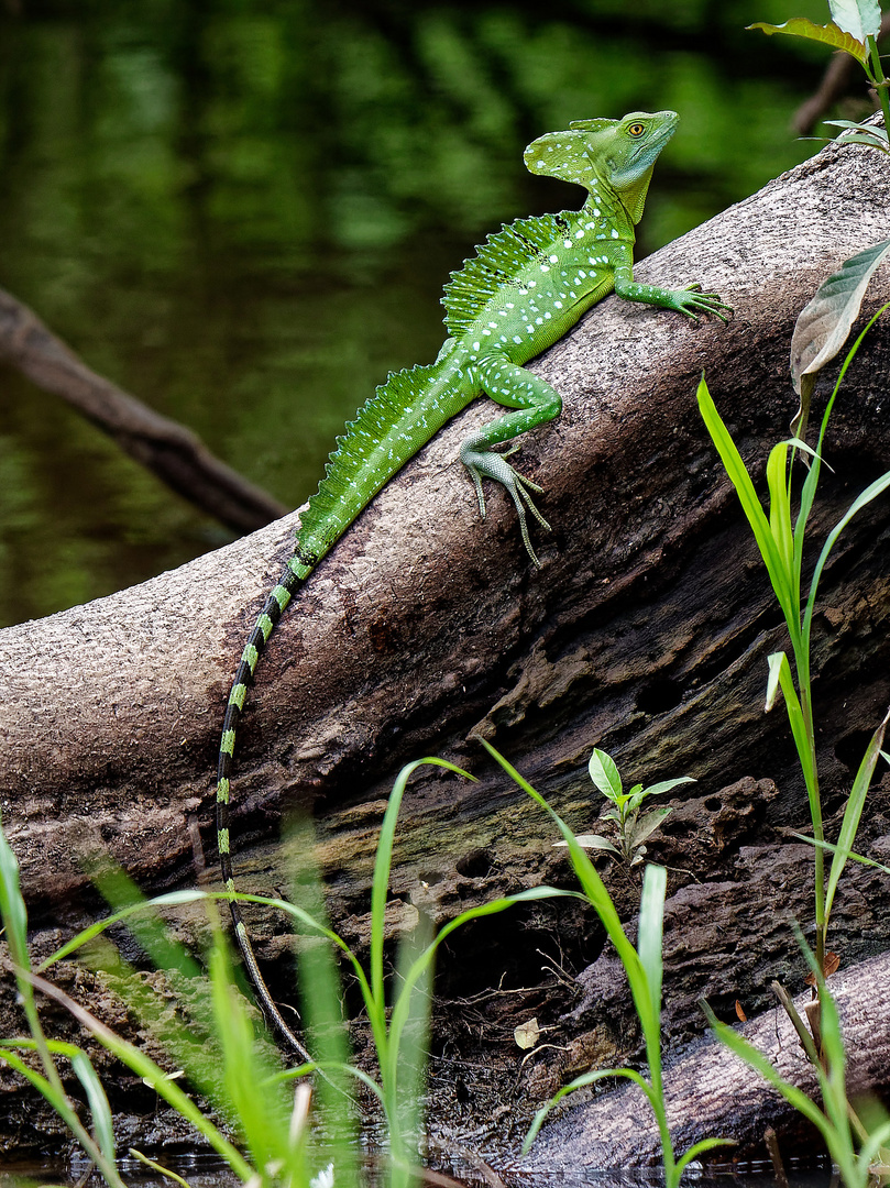 Stirnlappenbasilisk