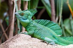 Stirnlappenbasilisk