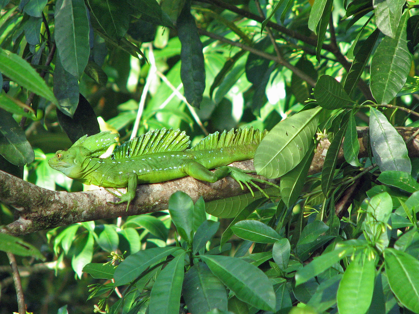 Stirnlappenbasilisk