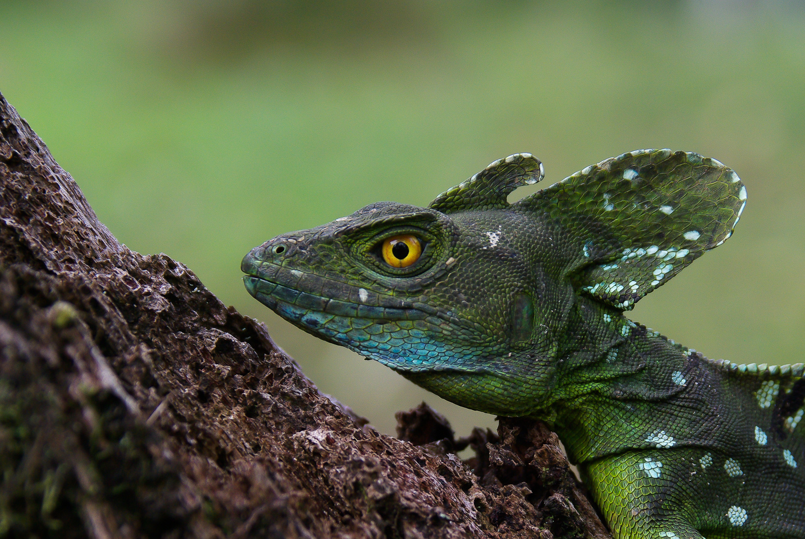 Stirnlappenbasilisk