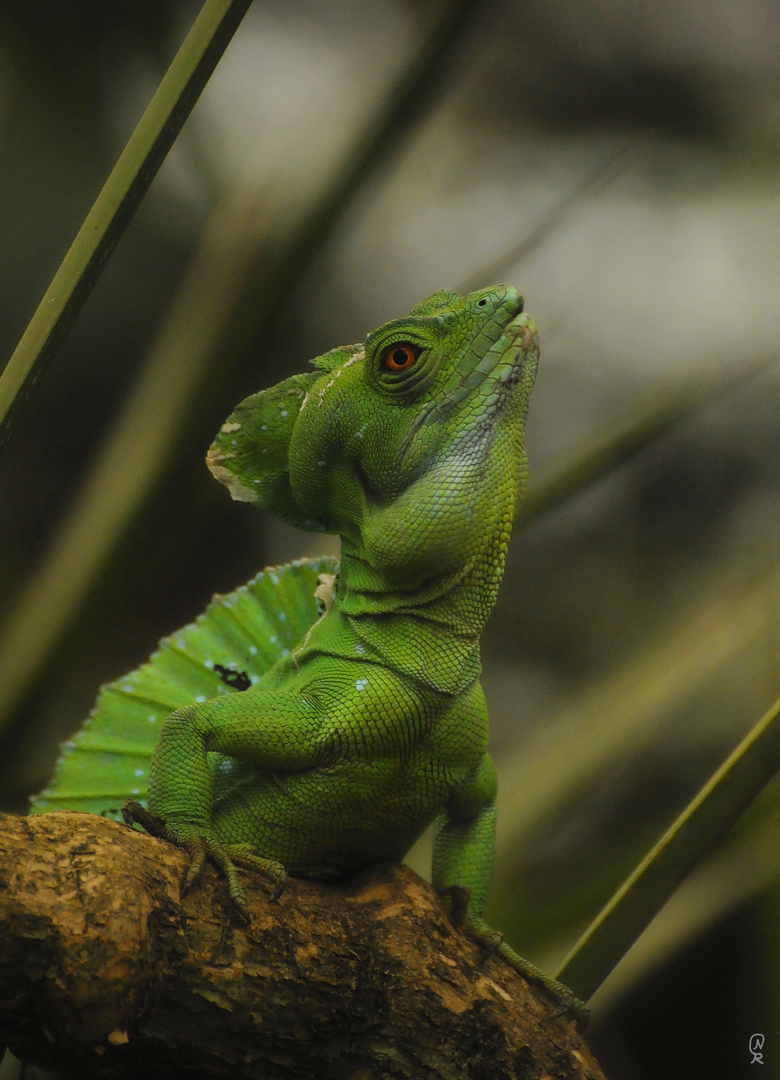 Stirnlappenbasilisk