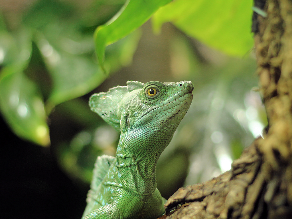 Stirnlappenbasilisk (Basiliscus plumifrons)