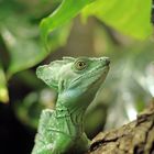 Stirnlappenbasilisk (Basiliscus plumifrons)