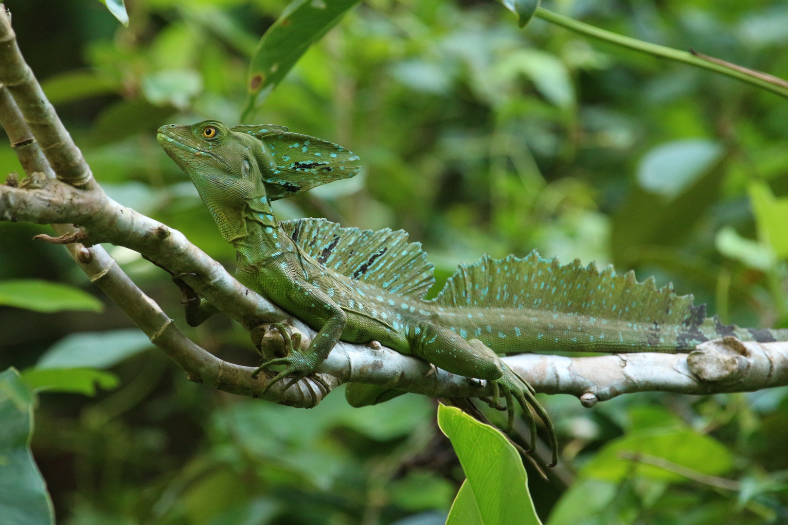 Stirnlappenbasilisk ( Basiliscus plumifrons )