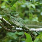 Stirnlappenbasilisk ( Basiliscus plumifrons )