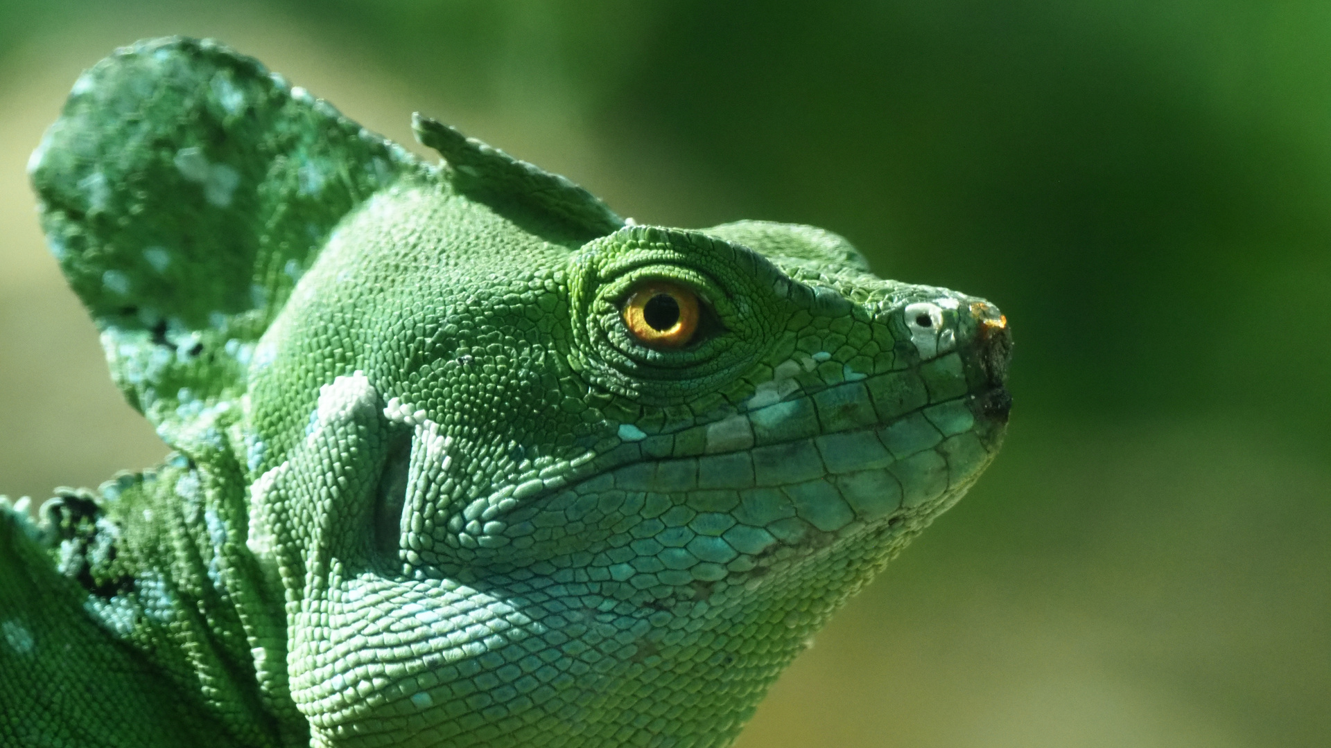 Stirnlappenbasilisk - Basiliscus plumifrons