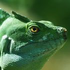 Stirnlappenbasilisk - Basiliscus plumifrons